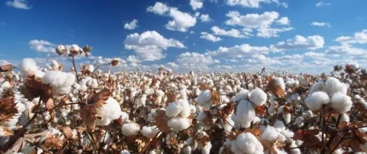 6月21日起，美国禁止进口新疆棉质品，严查纺织类货物！